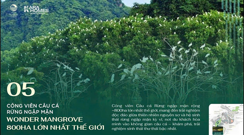 Rừng ngập mặn Wonder Mangrove (800ha) - Một trong những hệ sinh thái rừng ngập mặn quy mô lớn
