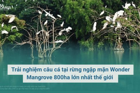 Trải nghiệm câu cá tại rừng ngập mặn Wonder Mangrove 800ha lớn nhất thế giới 