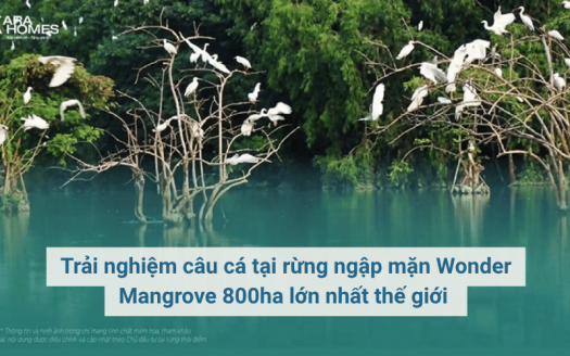 Trải nghiệm câu cá tại rừng ngập mặn Wonder Mangrove 800ha lớn nhất thế giới 