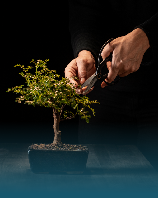 Bảo dưỡng chăm sóc cây cảnh